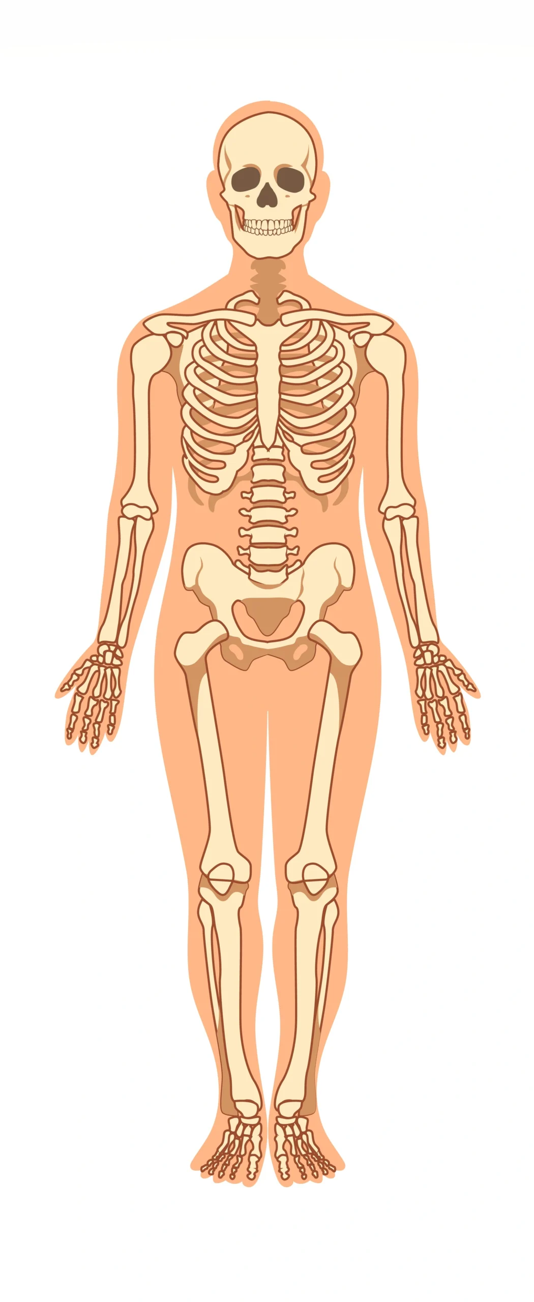 Body Diagram